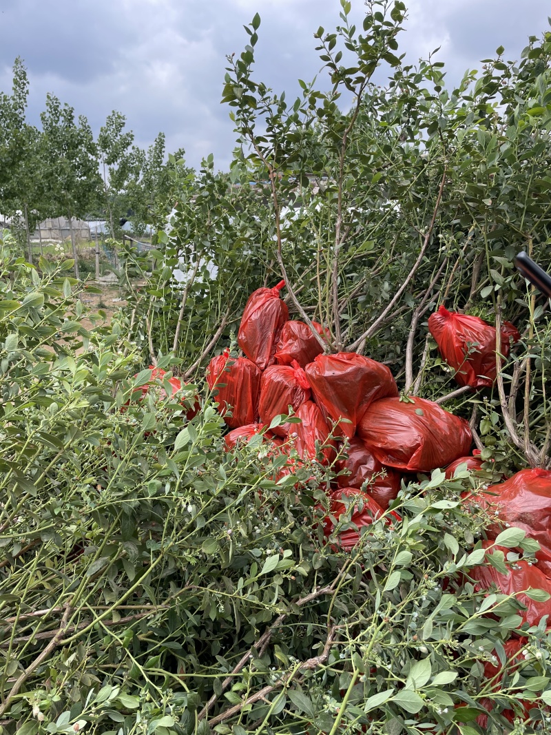 北陆蓝莓苗基地直销量大质优价格优惠欢迎咨询采购