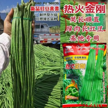 热火金刚豇豆种子嫩绿色长豆角种子荚条上下粗细均匀