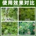 15%氟啶虫酰胺联苯菊酯多元复配害虫通杀农用杀虫剂