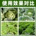 20%甲氰菊酯国产敌杀死死虫快速高效杀虫剂厂家直供