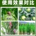 6%四聚乙醛杀蜗牛福寿螺专用药方便高效杀虫剂
