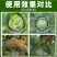厂家直发5%氟铃脲高效杀虫剂批量供应