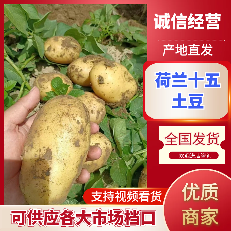 荷兰十五个头均匀货源充足地头现挖现对接各大市场商超