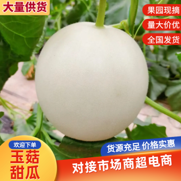 河南万亩甜瓜基地，冰清玉姑火爆上市中，代收，代发