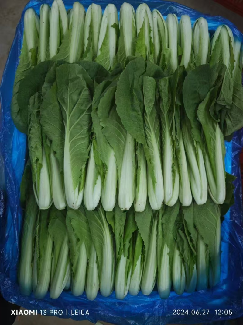 山东菏泽一手货源小白菜对接全国市场量大从优欢迎采购热卖中