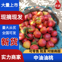 安徽油桃中油48油桃万亩基地持续供应商超品质