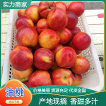 【安徽油桃】中油油桃中油4号中油48油桃品种齐全
