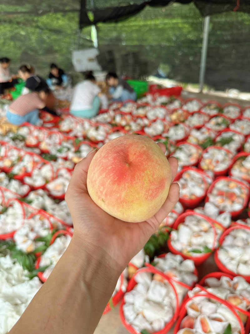 四川成都龙泉驿水蜜桃授权供应链，欢迎各渠道对接