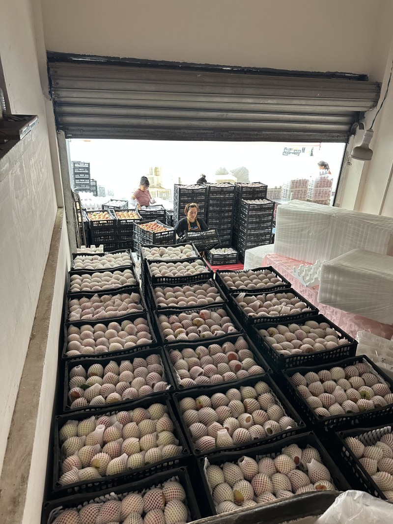 四川成都龙泉驿水蜜桃授权供应链，欢迎各渠道对接