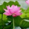 惠民县老刘蔬菜批发的一亩田店铺