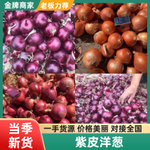 【紫皮紫红洋葱】万亩洋葱基地品种齐全紫红二红