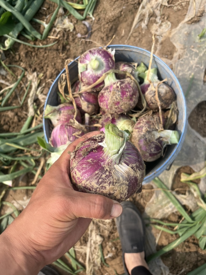 河南开封杞县大蒜鲜蒜头紫皮蒜产地直发货源充足价格美丽