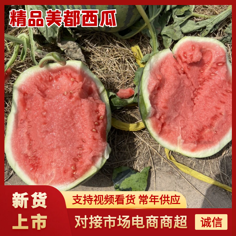 8424西瓜精品美都头茬货源江苏东台支持商超一手货源