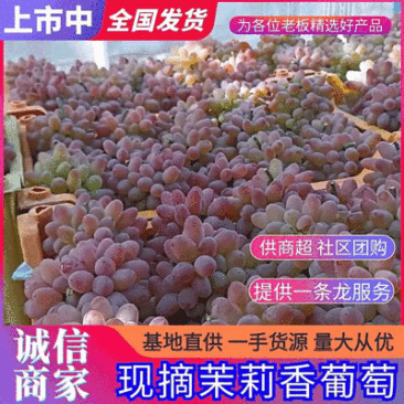 【茉莉香葡萄】云南葡萄/现摘现发/批发~商超~电商~团购