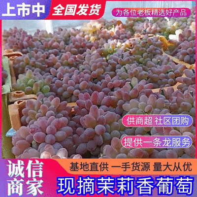 【茉莉香葡萄】云南葡萄/现摘现发/批发～商超～电商～团购