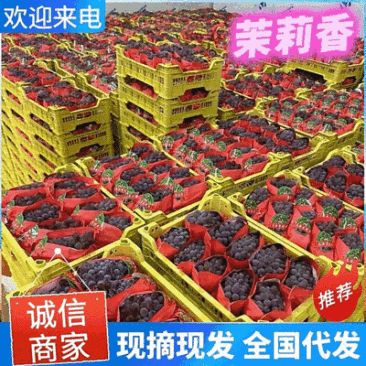 《茉莉香葡萄》云南葡萄/产地现货/电商~商超~批发~团购