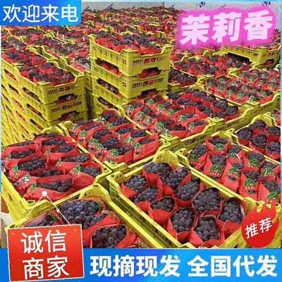 《茉莉香葡萄》云南葡萄/产地现货/电商～商超～批发～团购