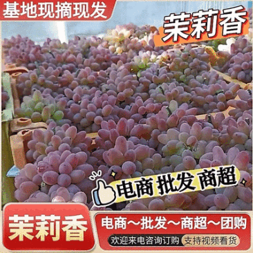 自带茉莉花香的葡萄/云南葡萄/电商~商超~批发~社区团购