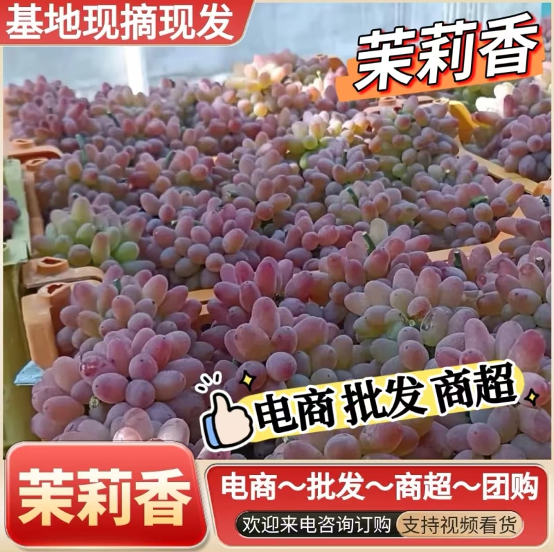 自带茉莉花香的葡萄/云南葡萄/电商～商超～批发～社区团购