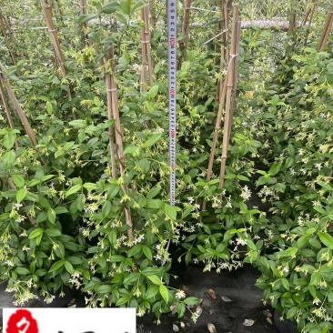 风车茉莉苗圃基地直销1-2米风车茉莉批发量大价优