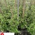 风车茉莉苗圃基地直销1-2米风车茉莉批发量大价优