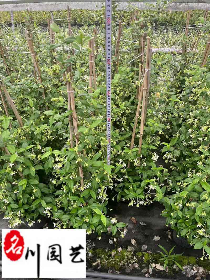 风车茉莉苗圃基地直销1-2米风车茉莉批发量大价优