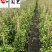 风车茉莉苗圃基地直销1-2米风车茉莉批发量大价优