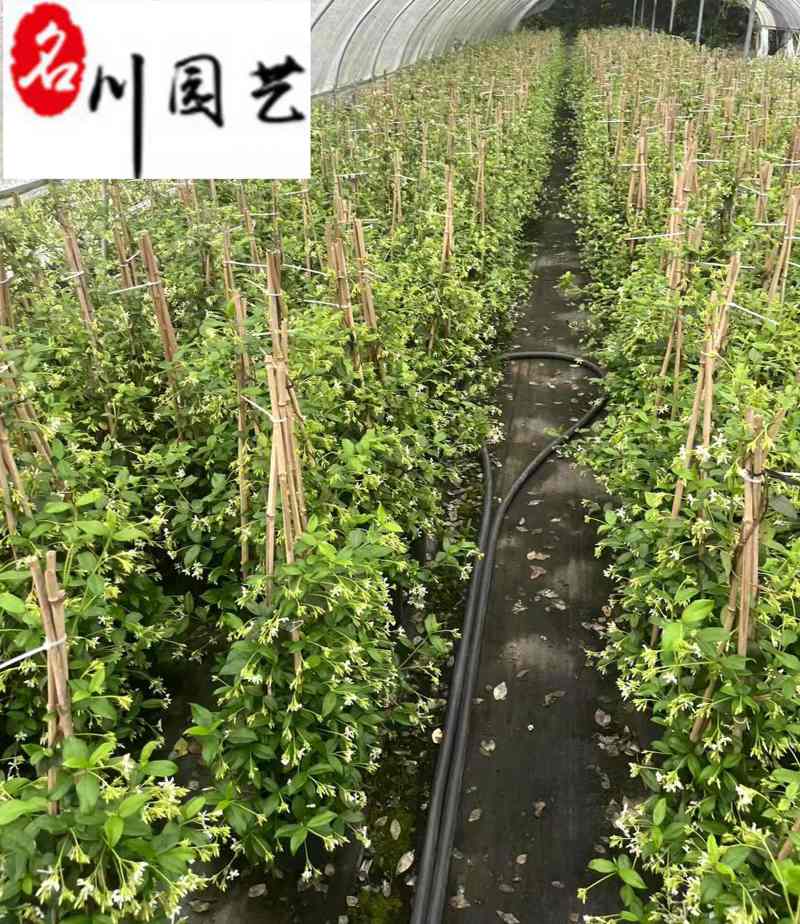 风车茉莉苗圃基地直销1-2米风车茉莉批发量大价优