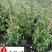 风车茉莉苗圃基地直销1-2米风车茉莉批发量大价优