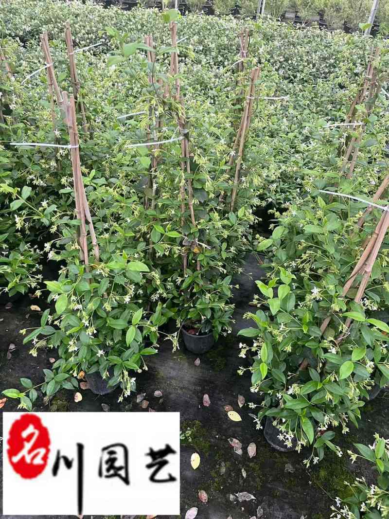 风车茉莉苗圃基地直销1-2米风车茉莉批发量大价优