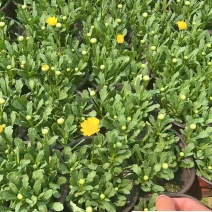 黄晶菊草花批发成都花卉苗木批发黄晶菊基地直供