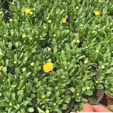 黄晶菊草花批发成都花卉苗木批发黄晶菊基地直供