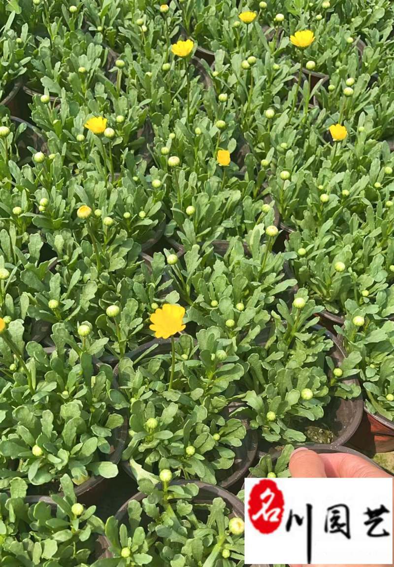 黄晶菊草花批发成都花卉苗木批发黄晶菊基地直供