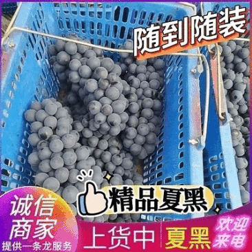《夏黑葡萄》云南葡萄/云南夏黑葡萄/现摘现发/可全国发货
