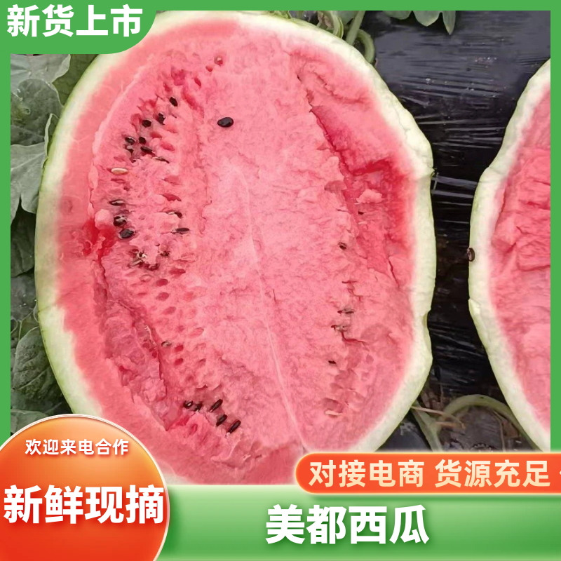 [美都西瓜批发]陕西渭南大荔县西瓜 0.80元/斤甜王西瓜 产 _ 一亩田