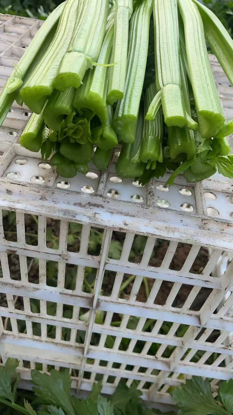 西芹大量有货对接电商价格美丽详情点联
