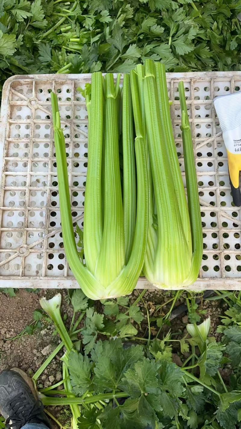西芹大量有货对接电商价格美丽详情点联