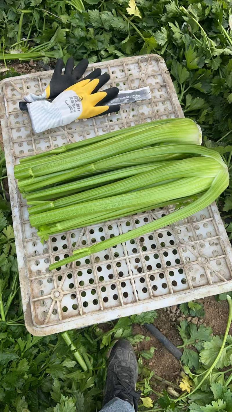 西芹大量有货对接电商价格美丽详情点联