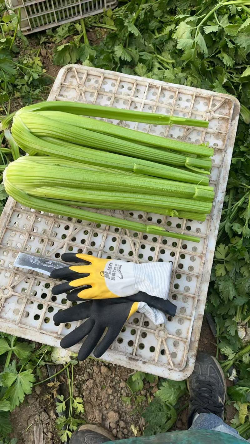 西芹大量有货对接电商价格美丽详情点联