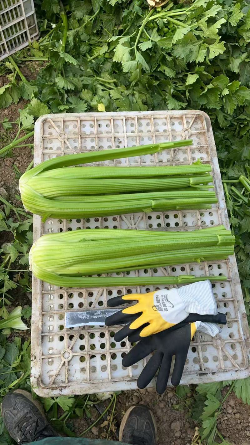 西芹大量有货对接电商价格美丽详情点联