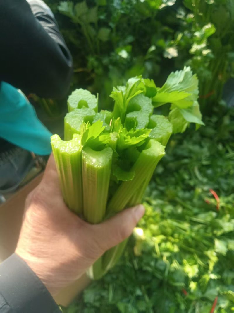 西芹大量有货对接电商价格美丽详情点联