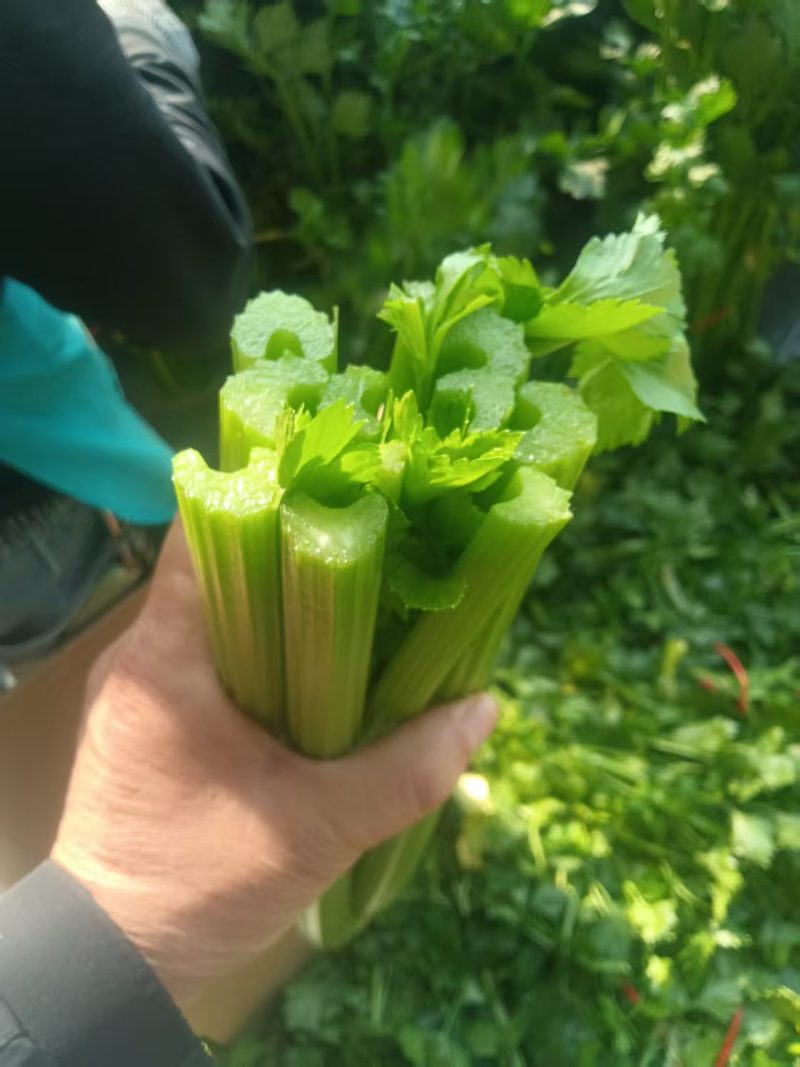 西芹大量有货对接电商价格美丽详情点联