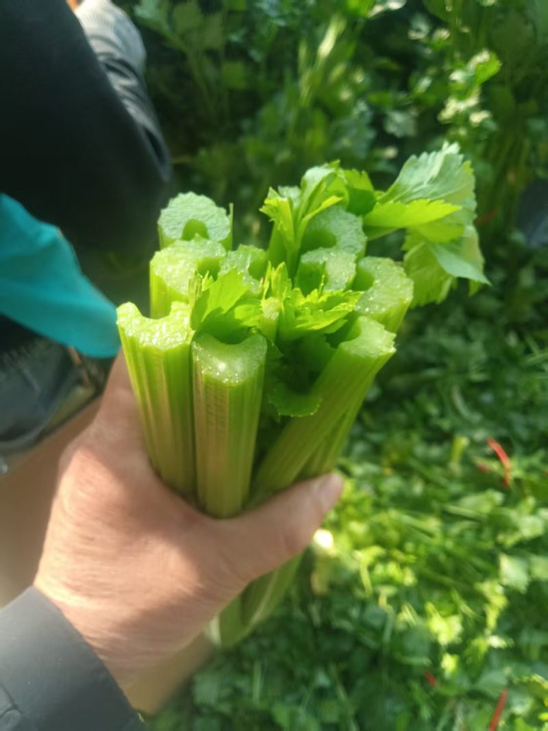 西芹大量有货对接电商价格美丽详情点联