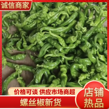【精品】辣椒螺丝椒大量上市产地一手货源现采现发批发
