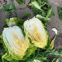 白菜黄心白菜大量有货整车发货价格可谈