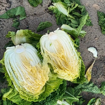 白菜黄心白菜大量有货整车发货价格可谈