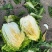 白菜黄心白菜大量有货整车发货价格可谈