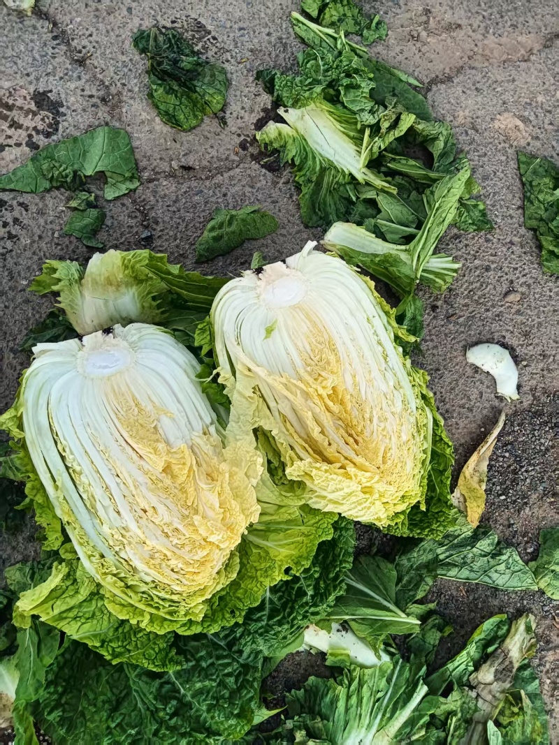 白菜黄心白菜大量有货整车发货价格可谈