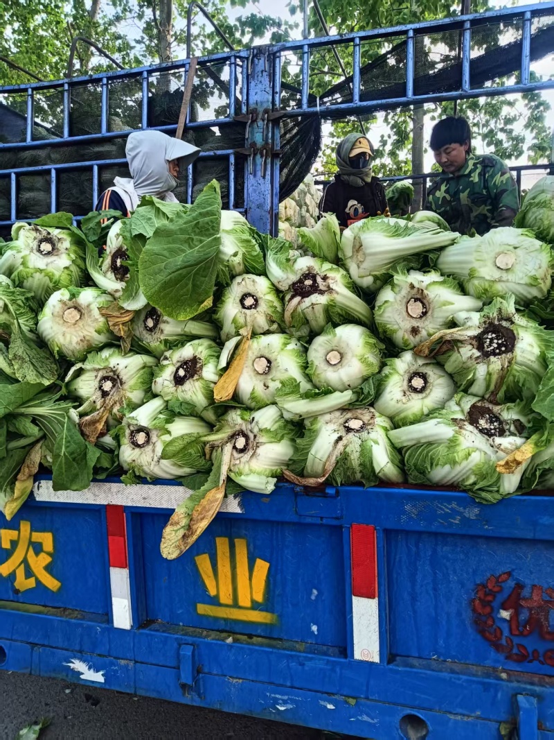 白菜黄心白菜大量有货整车发货价格可谈
