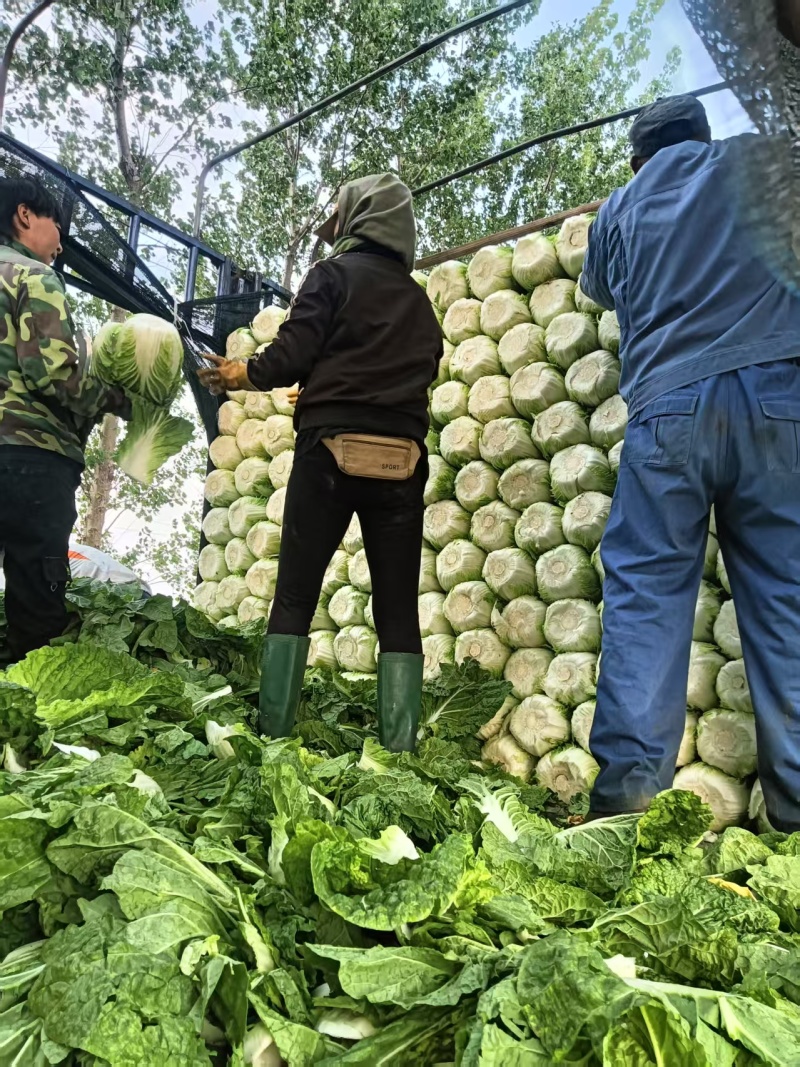 白菜黄心白菜大量有货整车发货价格可谈